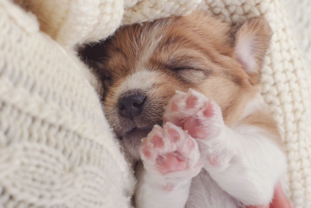 A small puppy with light brown and white fur sleeps peacefully, nestled in a cozy white knitted blanket. Its paws are adorably visible, adding to the scene's warmth and tranquility—perfectly content after a playful check-up at the vet.