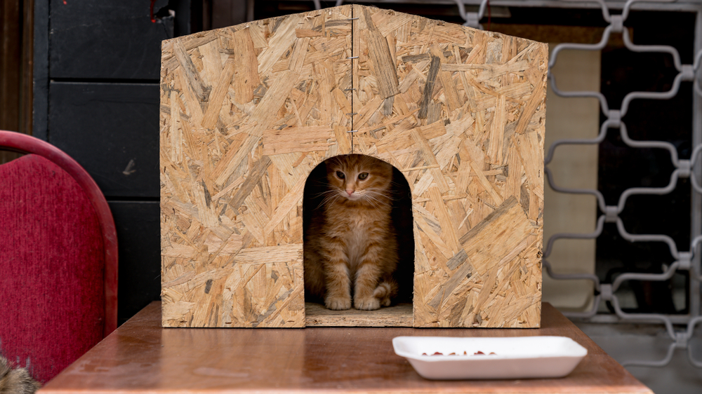 A ginger kitten sits inside a small, wooden house with an arched entrance, perhaps dreaming of future visits to the vet. The house is on a wooden table, with a white dish of food in front. A red chair and metal grate complete the cozy scene in the background.