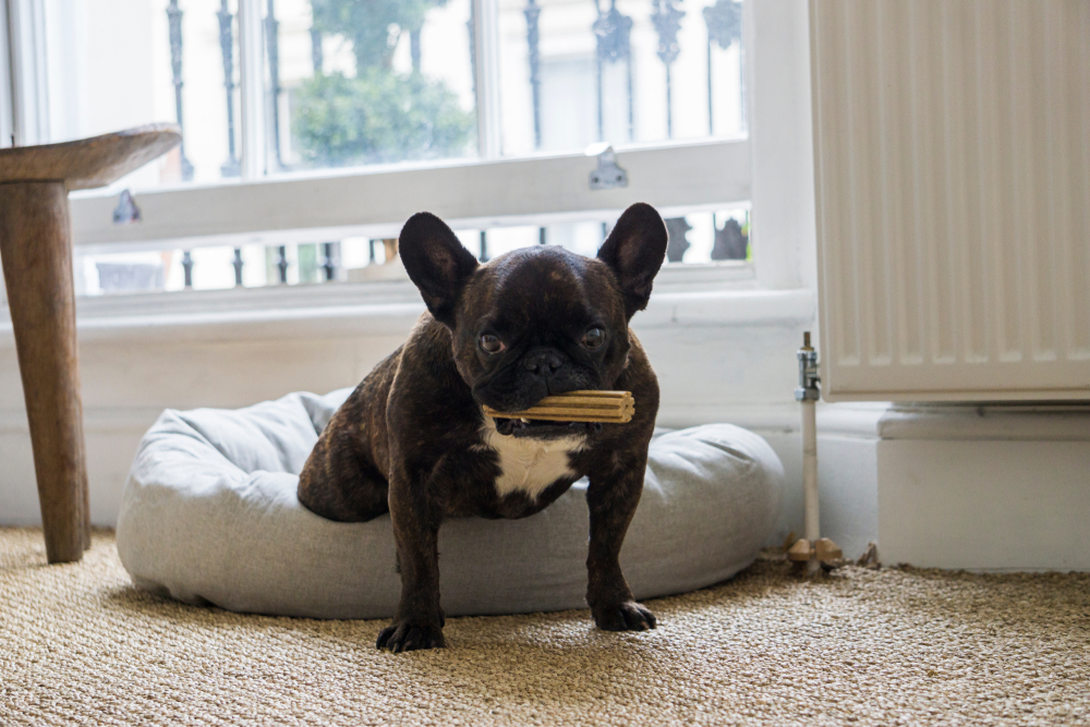 A French Bulldog stands on a dog bed indoors, clutching a bone-shaped chew toy. The room's window offers a view of greenery, suggesting the dog's well-being is top-notch, likely thanks to regular check-ups at the veterinarian. Its coat is a striking mix of brown and black with a white chest.