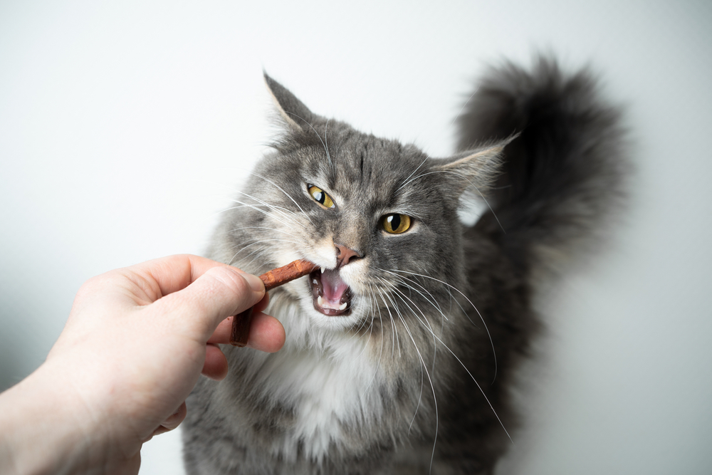 A fluffy gray cat with white markings is being fed a treat by its veterinarian. Mid-bite, the cat's mouth is open, showing its teeth while its tail stands tall and focused expression remains unchanged. The background is a plain light color, emphasizing the trust between pet and vet.