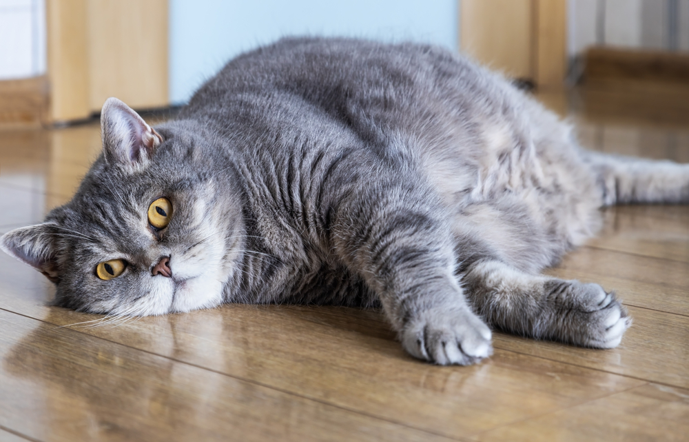 A fluffy gray cat with yellow eyes lies on a wooden floor, looking toward the camera. Its body is spread out comfortably, appearing relaxed after a recent checkup with the vet in the well-lit indoor space.