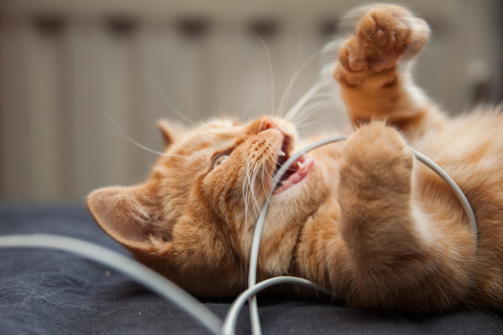 A playful orange tabby cat lies on its back, paws raised, chewing on a gray cable. The background is softly blurred, focusing on the cat's expressive face and whiskers—a scene that might amuse any veterinarian with an eye for curious antics.