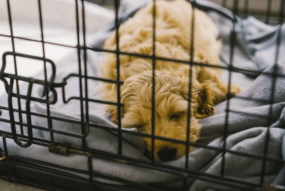 A fluffy, light-colored puppy is sleeping in a crate on a soft gray blanket, looking peaceful and comfortable. As if inspected by a caring vet, the surroundings ensure its safety. The crate bars are visible in the foreground.