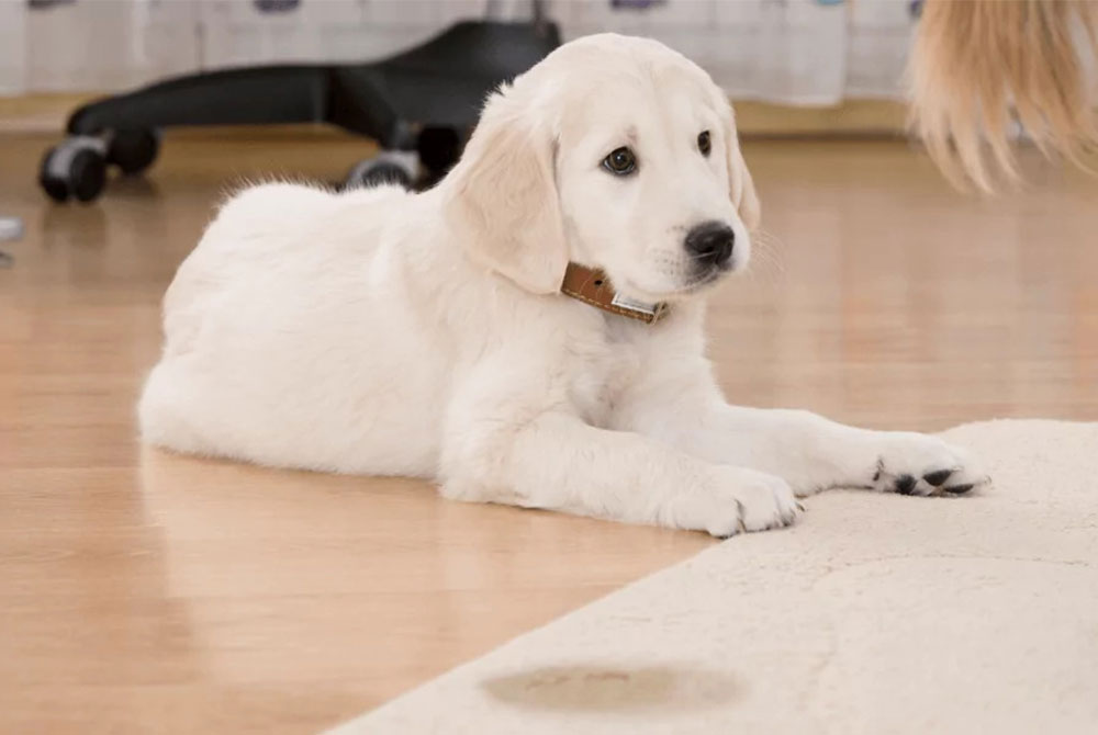 A fluffy white puppy with a collar lies on a wooden floor, looking attentively at something out of frame, perhaps anticipating a visit to the vet. A chair is visible in the background, and a small wet spot is on the floor near the curious pup.