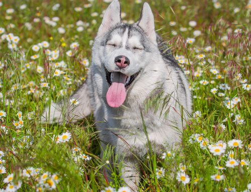 Plants & Your Dog