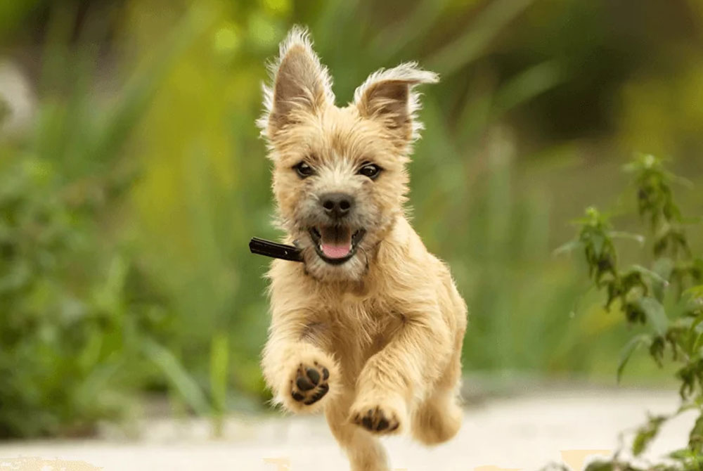 A small, fluffy brown dog with a black collar joyfully runs towards the camera, ears flapping like it's just been given a clean bill of health from the vet. The background is blurred greenery, capturing the excitement and energy of the moment.