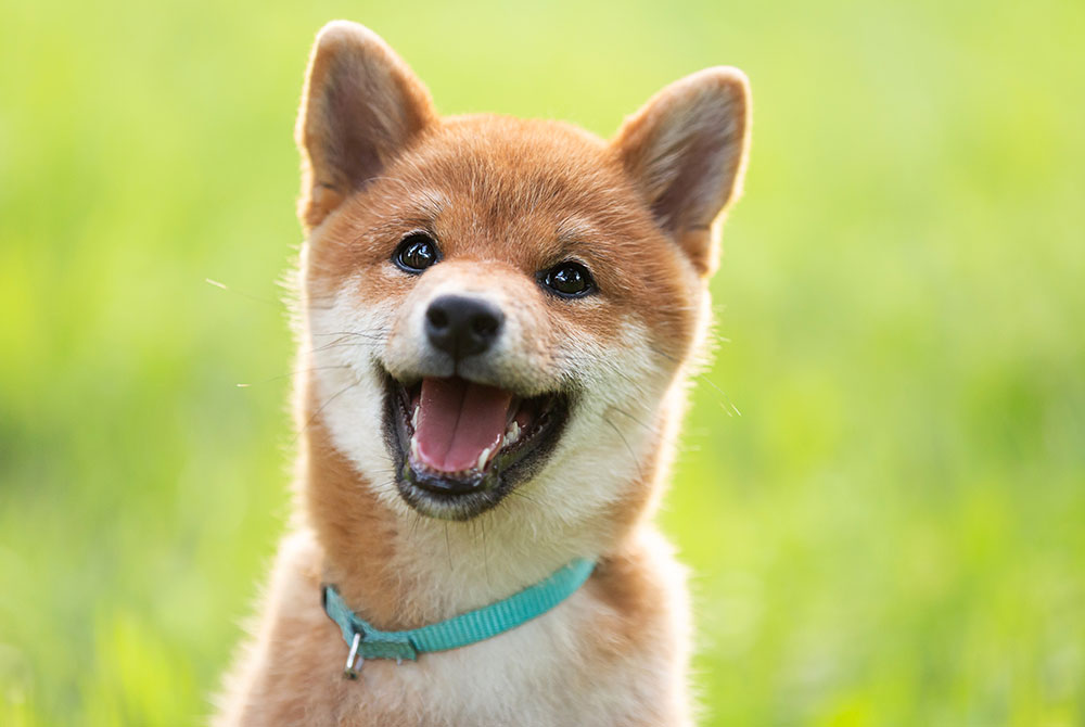 A happy Shiba Inu with a fluffy coat and upright ears, wearing a light blue collar, is sitting on grass. The background is a soft blur of green that could make any vet appreciate the dog's joyful expression.