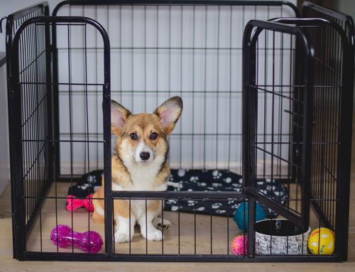 Weekend Crate Training