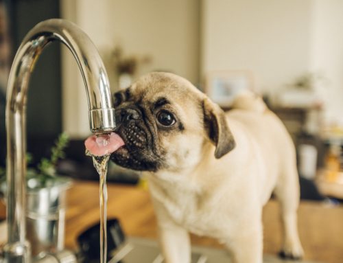 Addressing Eating or Drinking Habit Changes in Pets
