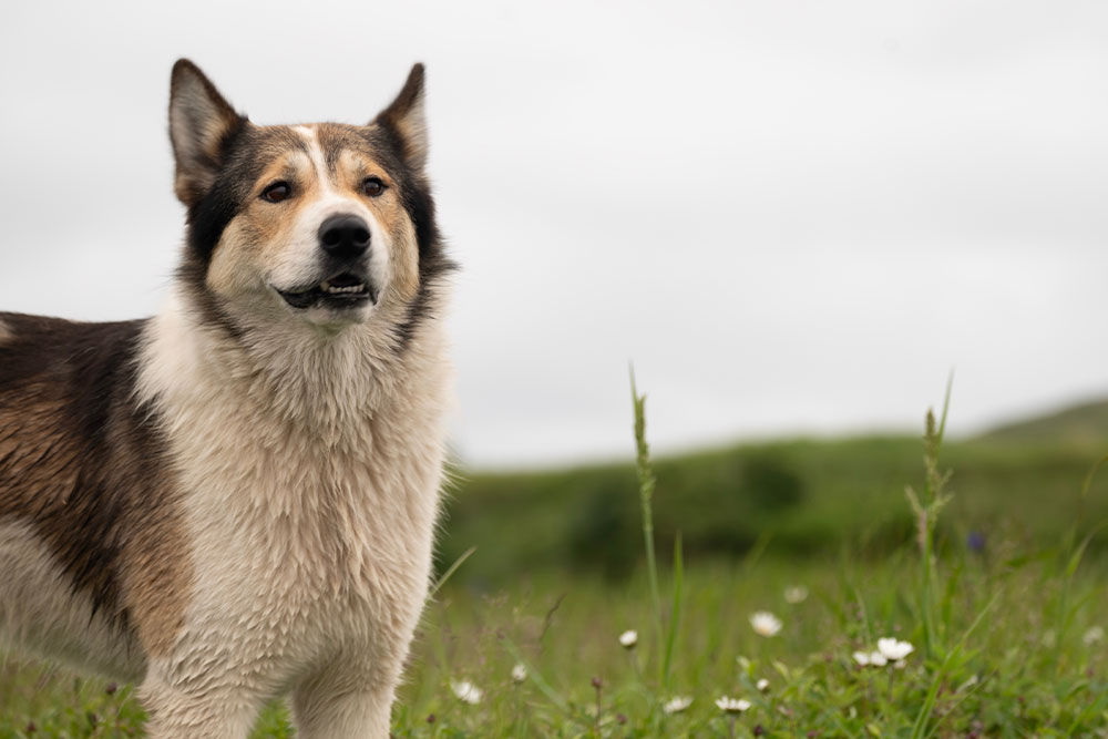 A fluffy dog with black, brown, and white fur stands in a grassy field dotted with white flowers. The sky is overcast, and hills are visible in the background—a perfect picture for the veterinarian who ensures its well-being.