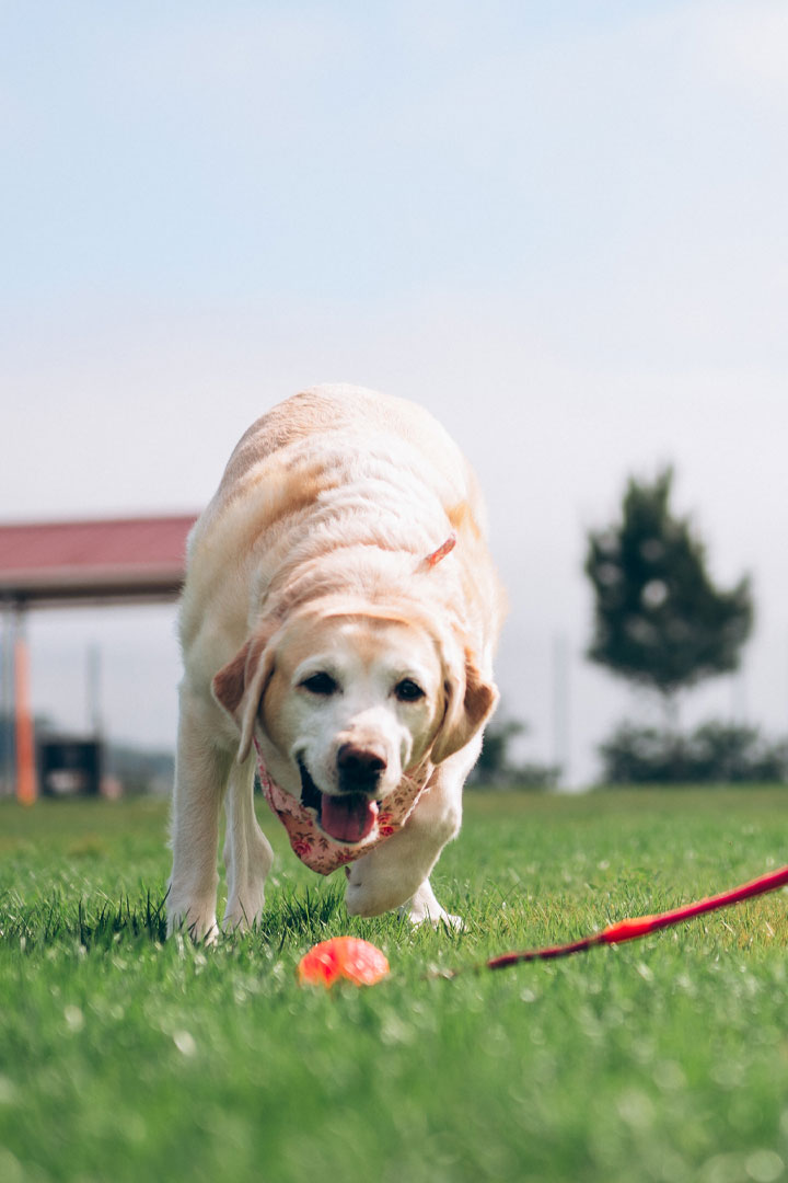 A golden Labrador retriever happily runs towards an orange ball on a grassy field, the red leash trailing beside him, as if freshly checked by the vet. A pavilion with a tree is visible in the background under a clear blue sky.