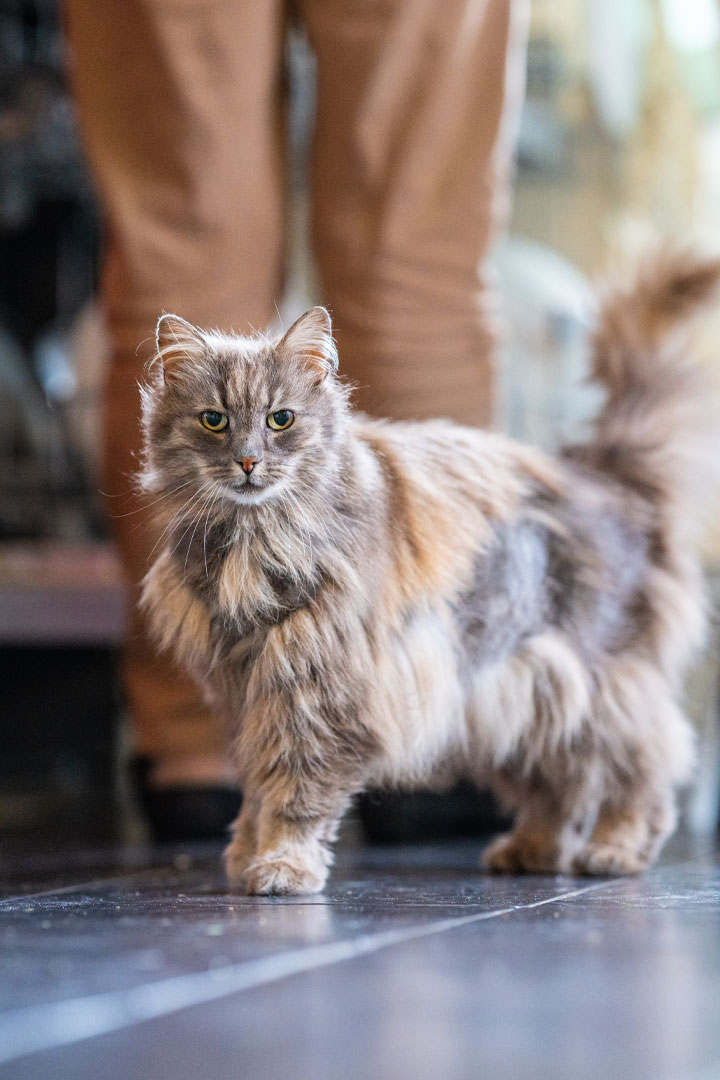 A fluffy cat with a mix of grey and brown fur stands on a smooth floor, looking directly at the camera, perhaps waiting for its veterinarian. In the background, a person in brown pants is visible, slightly out of focus.