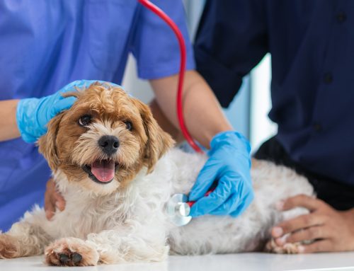 Common Signs of Illness Pet Parents Might Overlook