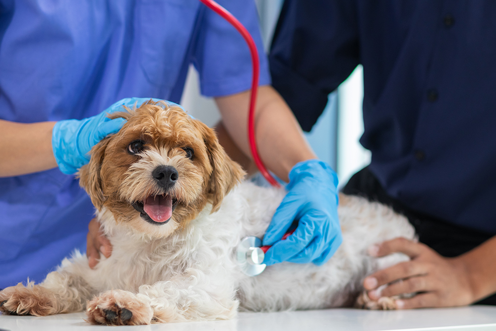 A small, fluffy dog is lying on a table, looked after by two vets wearing blue gloves. One veterinarian is using a stethoscope on the dog, while the other gently holds it. The dog appears happy with its tongue out.