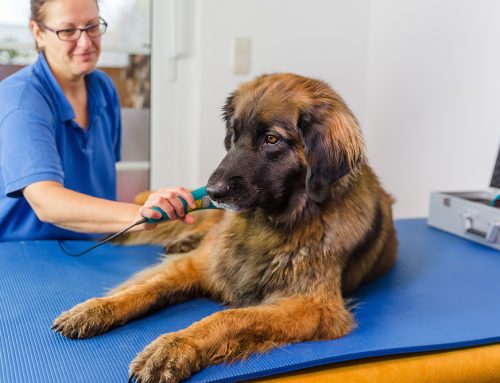 Helping Pets Heal: How Laser & PRP Therapy Can Provide Pain Relief