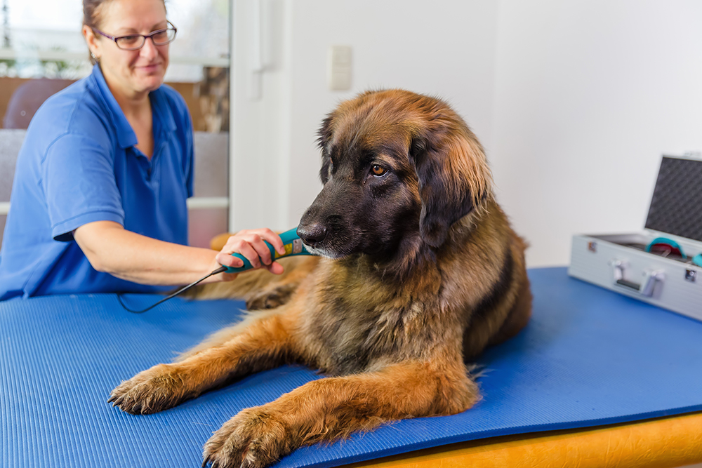 A large, brown long-haired dog is lying on a blue mat as a person in a blue shirt gently uses a handheld device on the dog's snout. A black case with veterinary equipment is visible in the background, indicating the attentive presence of a caring veterinarian.